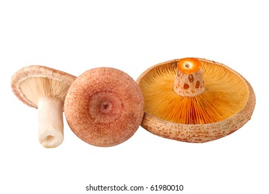 Lactarius Deliciosus High Res Stock Images Shutterstock