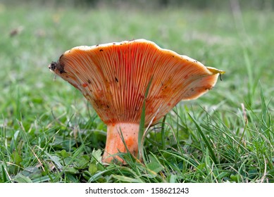 Lactarius Deliciosus High Res Stock Images Shutterstock