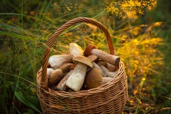 Edible Mushrooms Porcini In The Wicker Basket In Grass In Forest In Sunligh Close Up