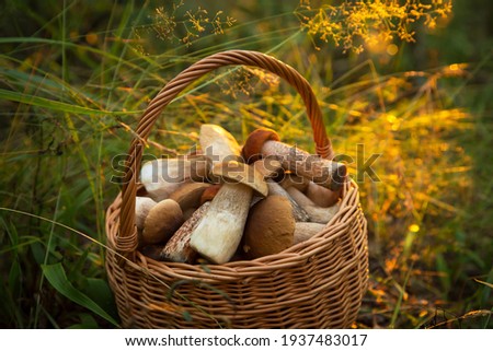 Edible mushrooms porcini in the wicker basket in grass in forest in sunligh close up