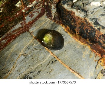 Edible Periwinkle, Littorina Littoralis. Taken Torbay, England.