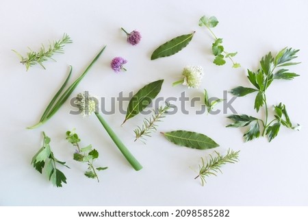 Edible plant collection isolated on white background.  Ground Ivy, Rosemary, Allium, Chives, Bay Leaf, Ocimum Basilicum, Green Lovage.Top view.   