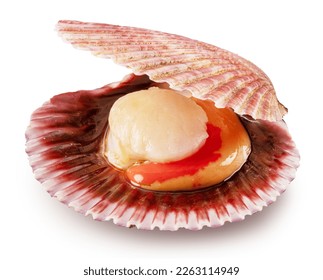 Edible raw opened scallop isolated on white background. Delicacy food. File contains clipping path.