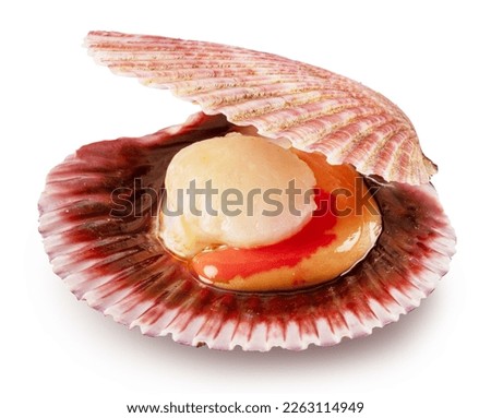 Edible raw opened scallop isolated on white background. Delicacy food. File contains clipping path.