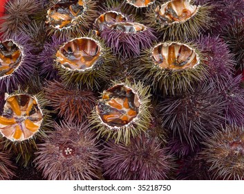 Sea Urchin Images Stock Photos Vectors Shutterstock