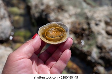 Edible Sea Water Molluscs Patella Caerulea Stock Photo 2180480445 ...