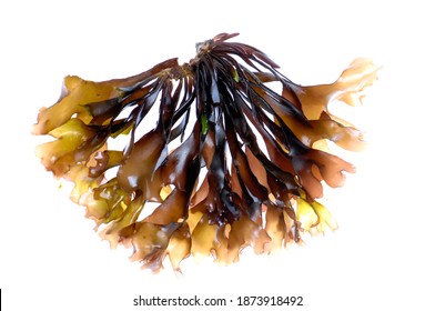 Edible Seaweed Isolated On White Background