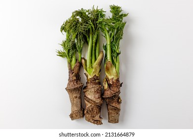 edible shoots of a fatsia on a white background