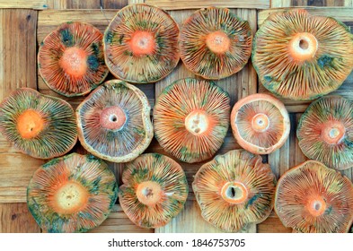 Lactarius Deliciosus Images Stock Photos Vectors Shutterstock