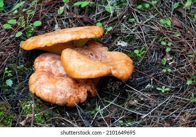 Edible Wild Saffron Milk Cap Mushrooms Growing Up In The Natural Habitat. Lactarius Deliciosus. Red Pine Mushroom.