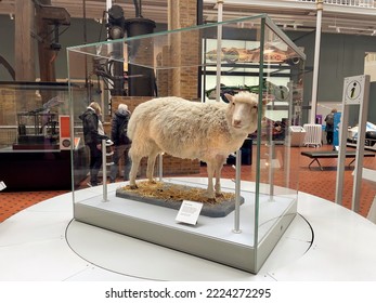 EDINBURGH, UNITED KINGDOM - May 10, 2022: A Clone Sheep Dolly At Edinburgh National History Museum