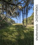 Edisto Beach South Carolina Marsh View