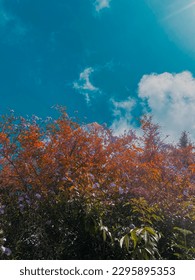 I edited this using the lightroom effect