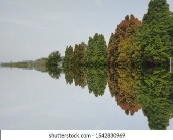 edited trees like reflection on in water 