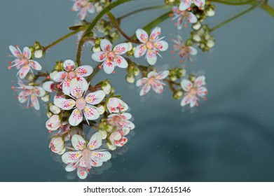 Editorial Image Of A Group Of Liverwort Flowers   Taken In Caerphilly, South Wales,UK, On 22nd April 2020 