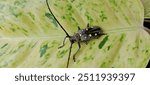 "Editorial photo of a longhorn beetle perched on the vibrant leaves of an aglaonema plant. The image captures the beetle