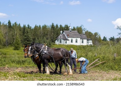 EDMONTON, CANADA - Aug 13, 2020: The People Harnessing Horses In The Rural Area In Edmonton, Canada 