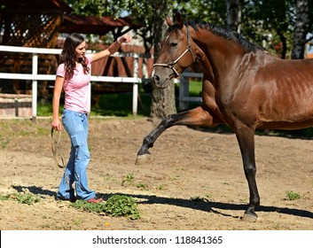  Educating Of Horse In A Riding Hall