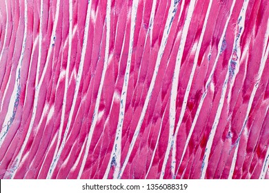 Education Anatomy And Histological Sample Striated (Skeletal) Muscle Of Mammal Tissue Under The Microscope.