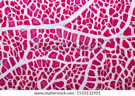 Education anatomy and Histological sample Striated muscle Tissue under the microscope.
