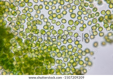 Education of chlorella under the microscope in Lab.