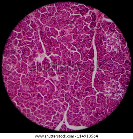 education science microscopic section of liver tissue
