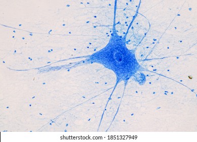 Unterricht Rückenmark und Motor Neuron unter dem Mikroskop in Lab.
