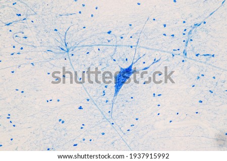 Education Spinal cord, Nerve, Cerebellum, Cortex and Motor Neuron Human under the microscope in Lab.

