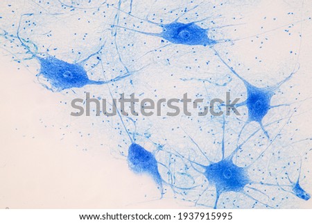 Education Spinal cord, Nerve, Cerebellum, Cortex and Motor Neuron Human under the microscope in Lab.
