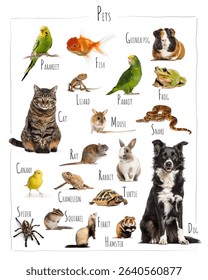 Educational chart presenting various common pets, including mammals, birds, reptiles, amphibians, fish, and invertebrates