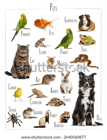 Educational chart presenting various common pets, including mammals, birds, reptiles, amphibians, fish, and invertebrates