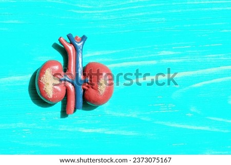 Educational model displaying human kidneys with sand-like particles, representing kidney ailments and medical conditions.