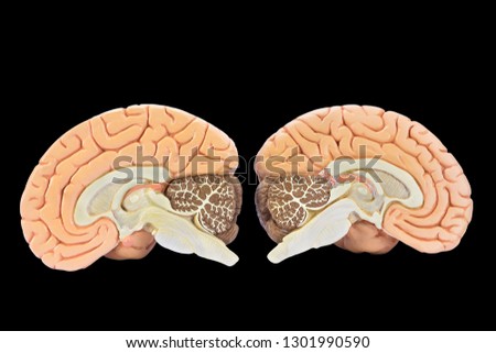 Educational models of two brain hemispheres isolated on black background