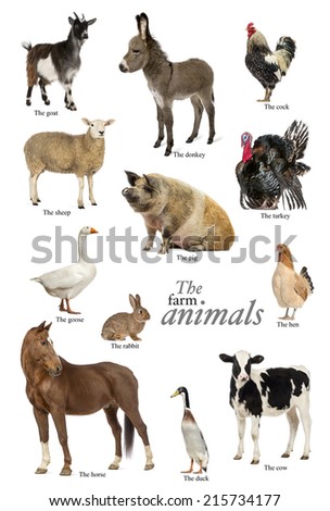 Educational poster with farm animal in English