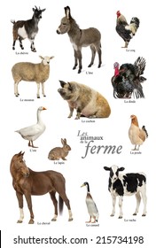 Educational poster with farm animal in French