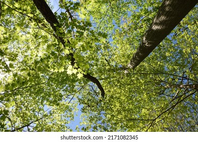 Edwards Gardens, Toronto, Canada, May 14th 2022: Tree Top View