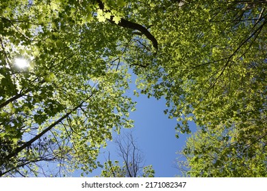 Edwards Gardens, Toronto, Canada, May 14th 2022: Tree Top View