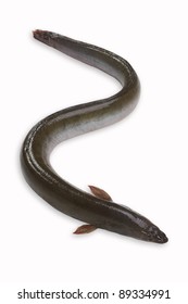 Eel