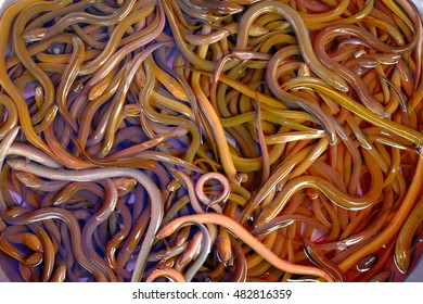 Eel (Anguilla Anguilla)-Freshwater Fishes 1