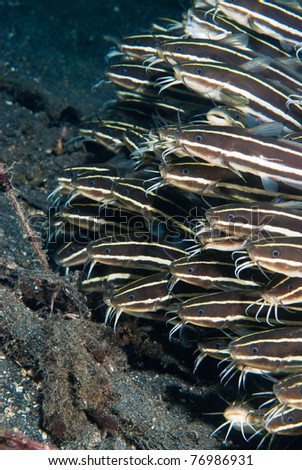 Eel catfishes (Plotosus lineatus), Sulawesi, Indonesia