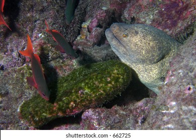 Eel In Cocos Island, Costa Rica