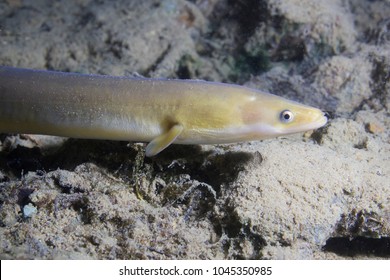 Eel fish (anguilla anguilla) in the beautiful clean river. Underwater shot in the river. Wild life animal. Eel in the nature habitat with nice background.Close up.