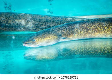 Eel Fish (anguilla Anguilla) In The Beautiful Underwater