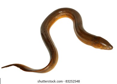 Eel. Freshwater Eels.