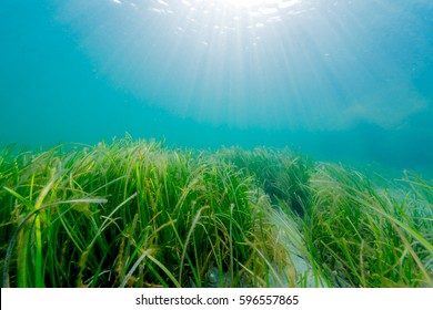 Eel Grass Bed