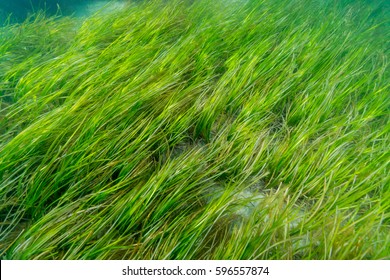 Eel Grass Bed