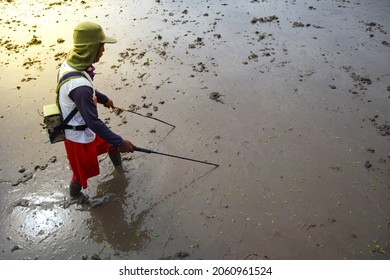 Eel Seeker. Fresh Water Eel Searcher With Electronic Device (stun) In Muddy Rice Field
