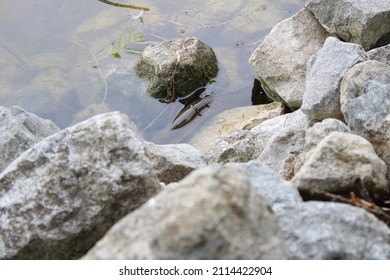 An Eel Swimming In Shallow Water