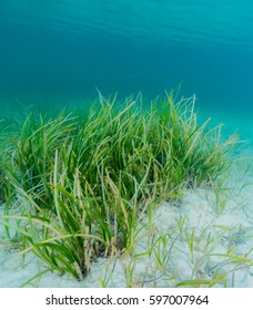 Eelgrass Bed