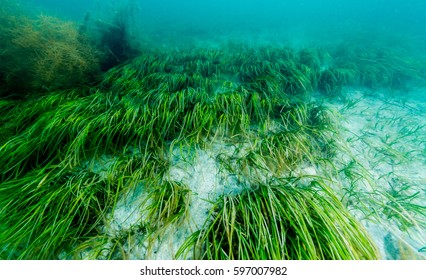 Eelgrass Bed